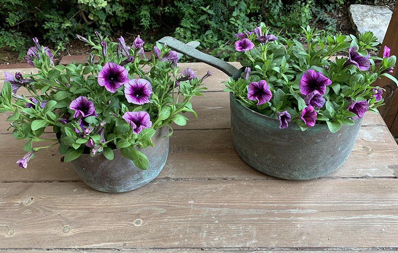 עיצוב גינות